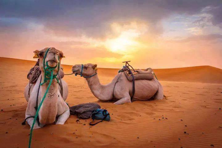 Balade à dos de chameau à Palmeraie de Marrakech ou au désert d’Agafay