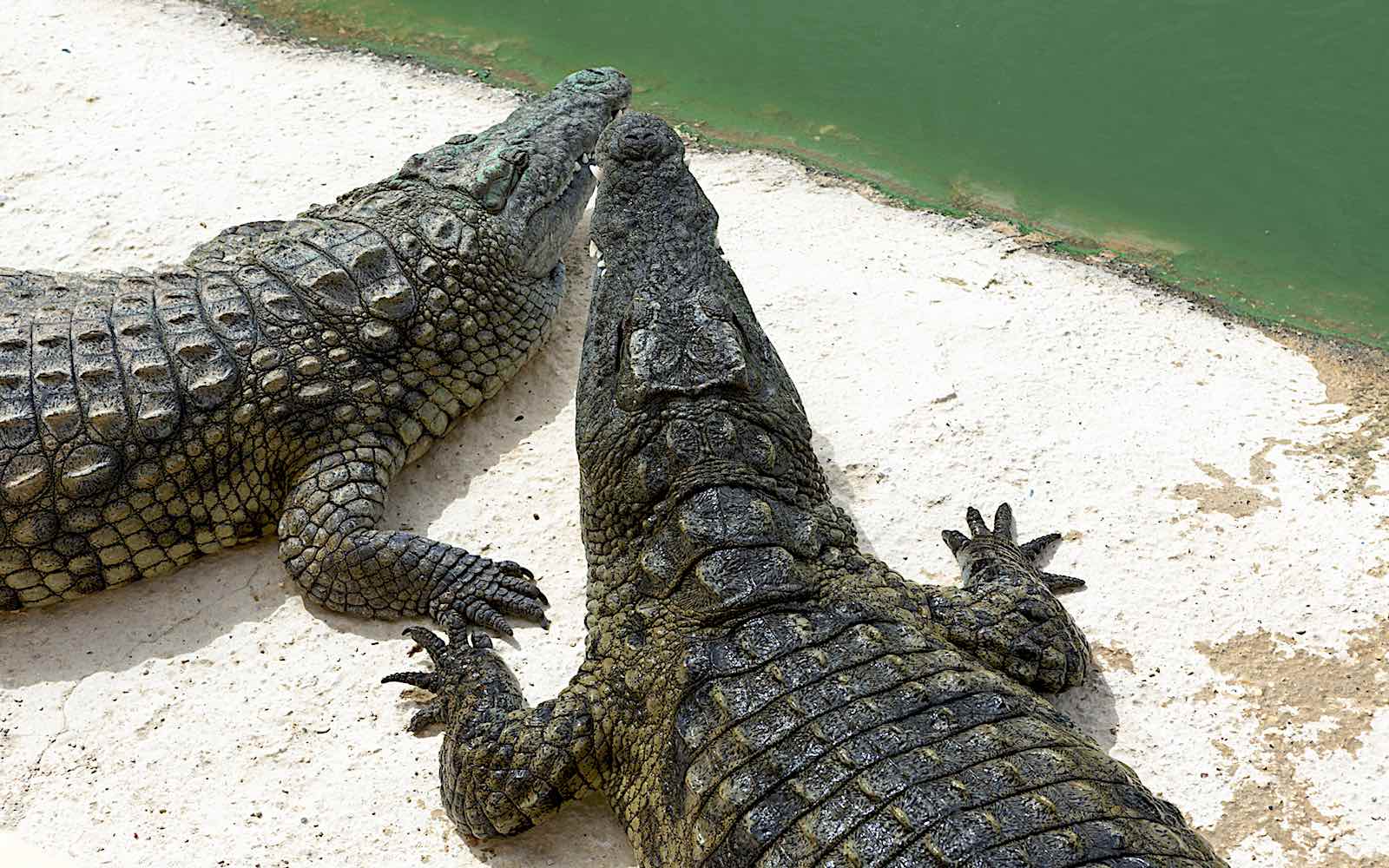 Parc aux crocodiles du Nil et Anacondas à Agadir