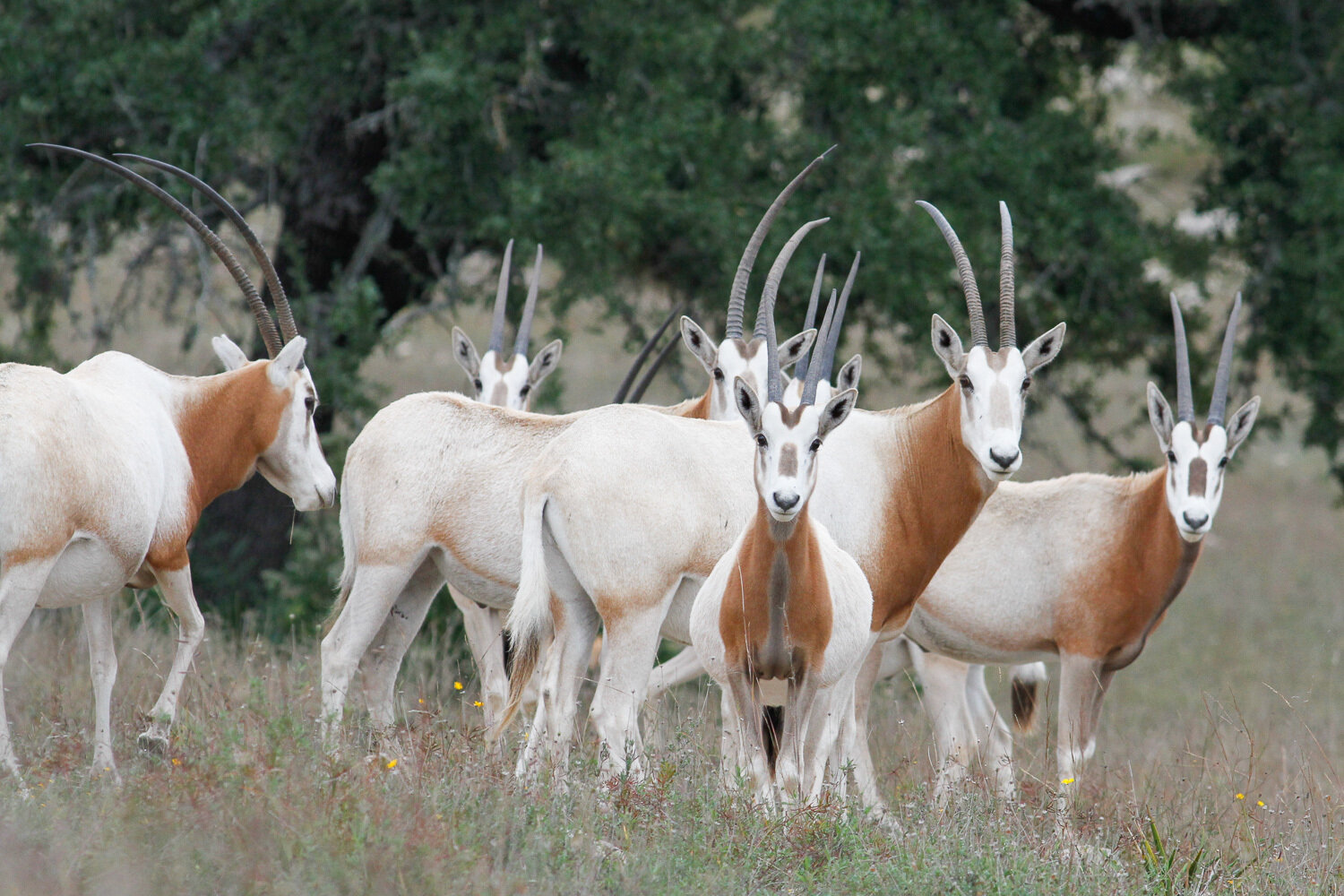 Safari pédestre dans le Parc National Souss Massa et découverte de la faune Saharienne