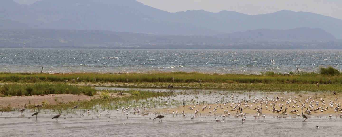 Circuit ornithologique au Maroc : Les Oiseaux du Haut Atlas et du Nord Saharien