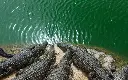 Crocoparc-crocodiles_A8A2857.webp