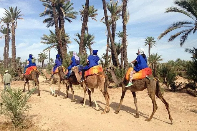 Camel Ride in Marrakech Palm Grove or Agafay Desert - 1 Hour